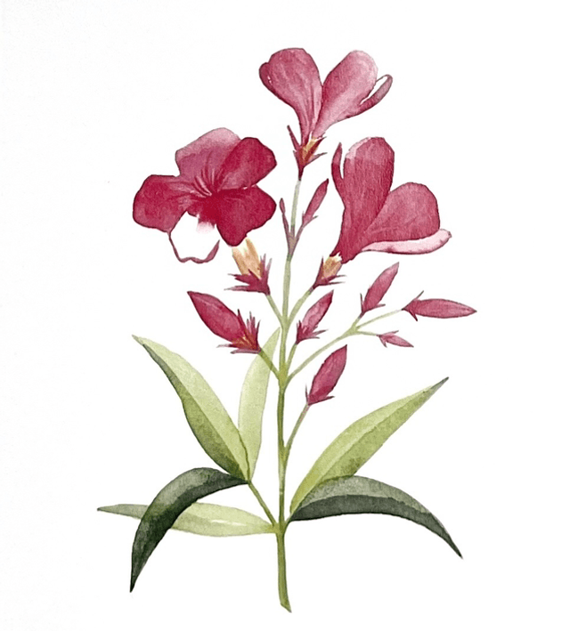 Carte postale « Fleurs de laurier rose »
