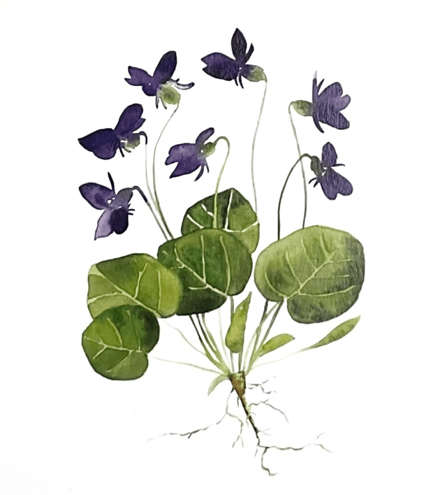 Carte postale « Violettes »