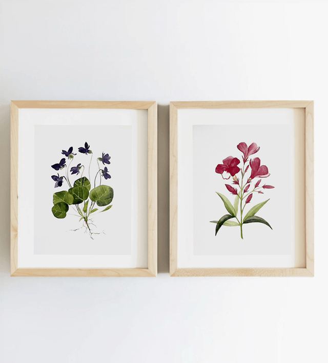 Carte postale « Fleurs de laurier rose »